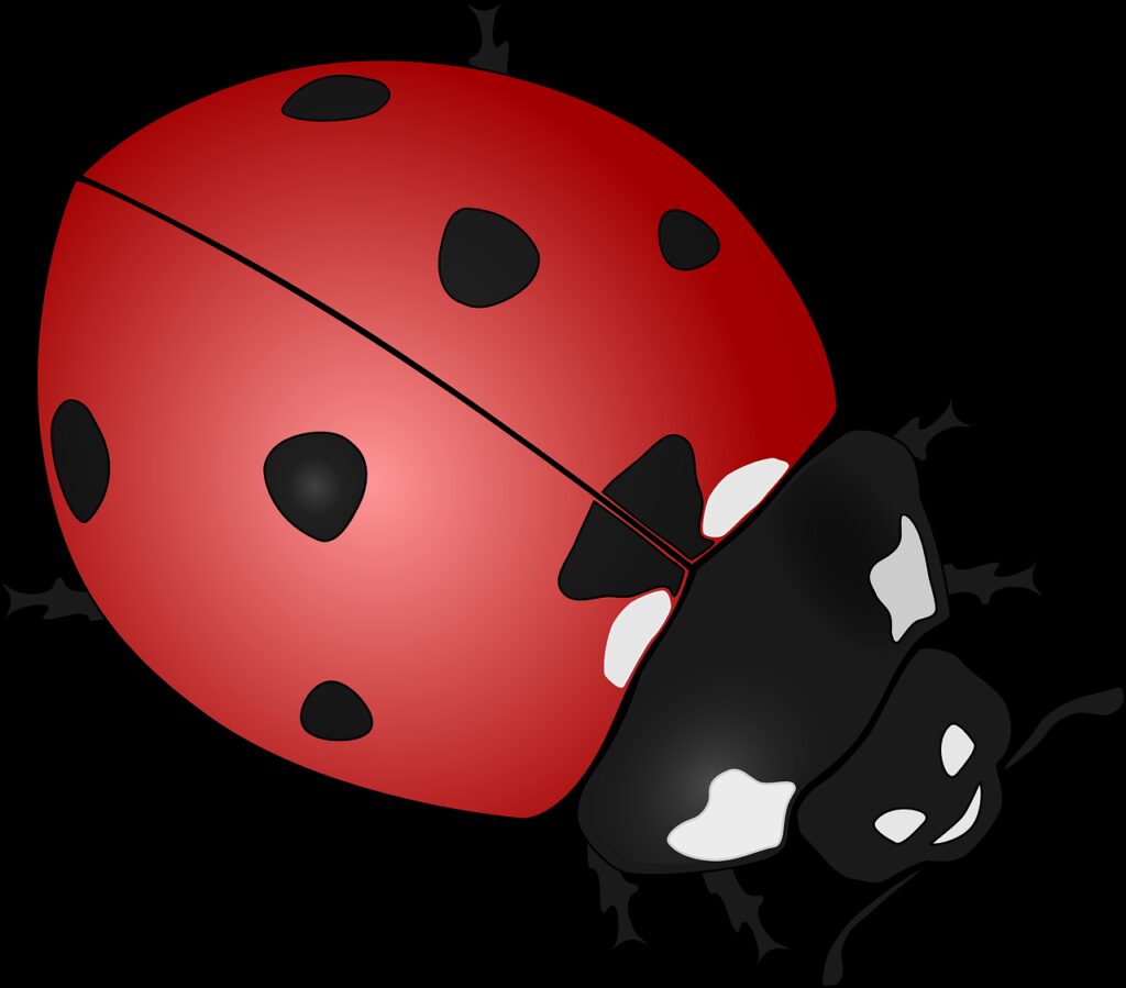 ladybug, insect, beetle